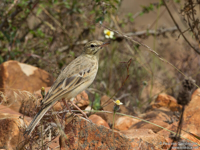 Tawny Pipit