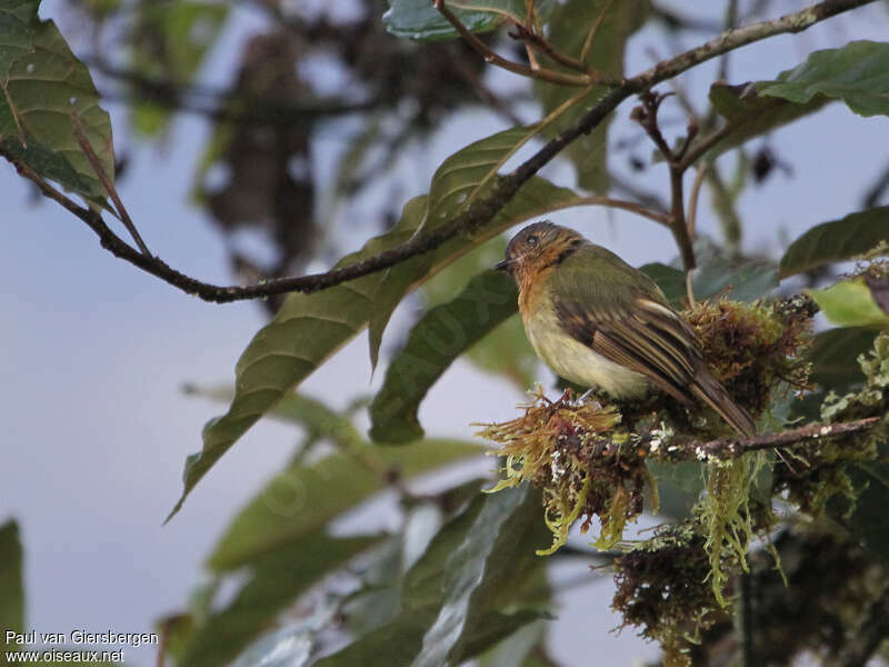 Rufous-breasted Flycatcheradult, identification