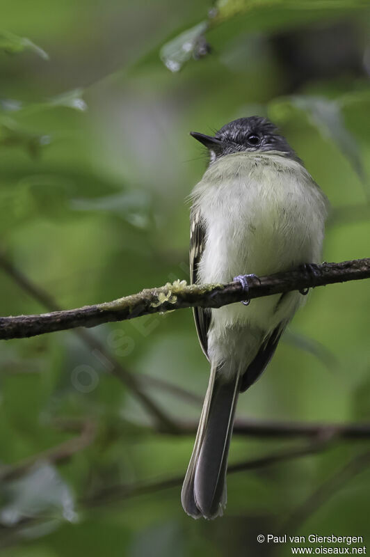 Slaty-capped Flycatcheradult