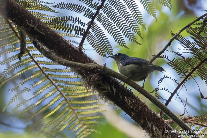 Mid-mountain Berrypecker