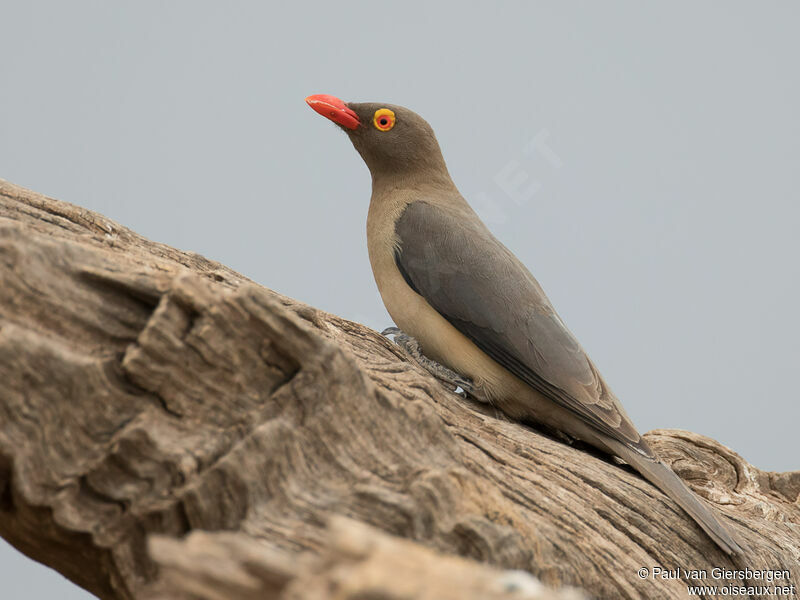 Red-billed Oxpeckeradult