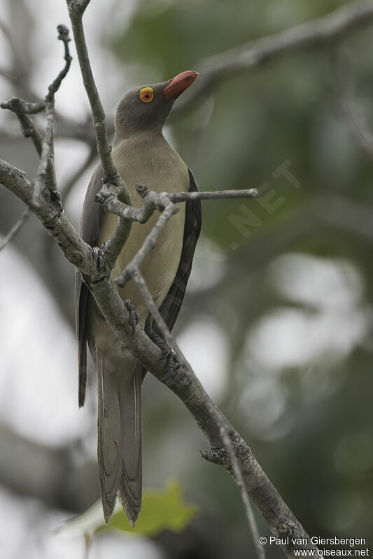 Red-billed Oxpeckeradult