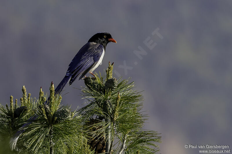 Red-billed Blue Magpieadult