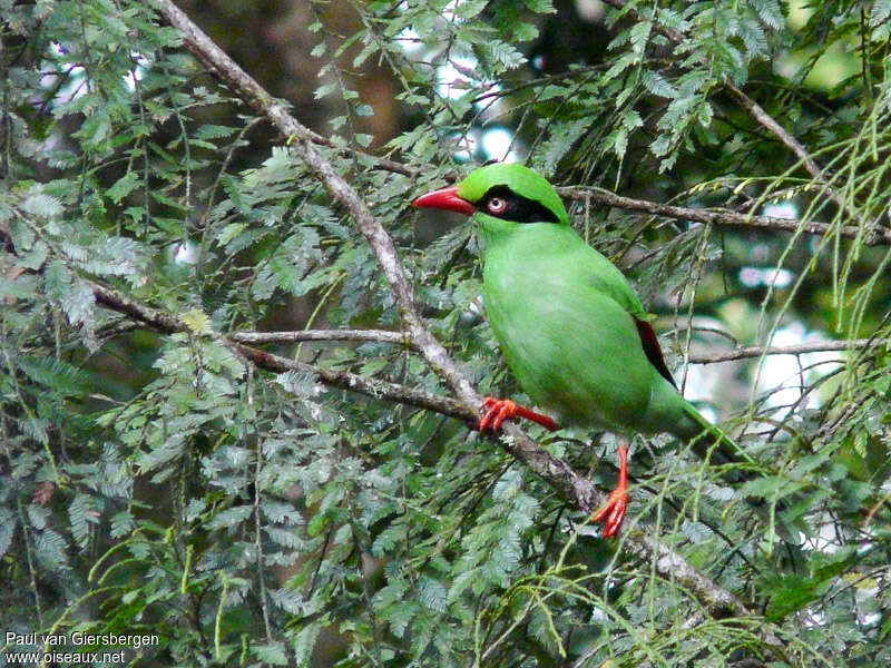 Bornean Green Magpieadult, identification