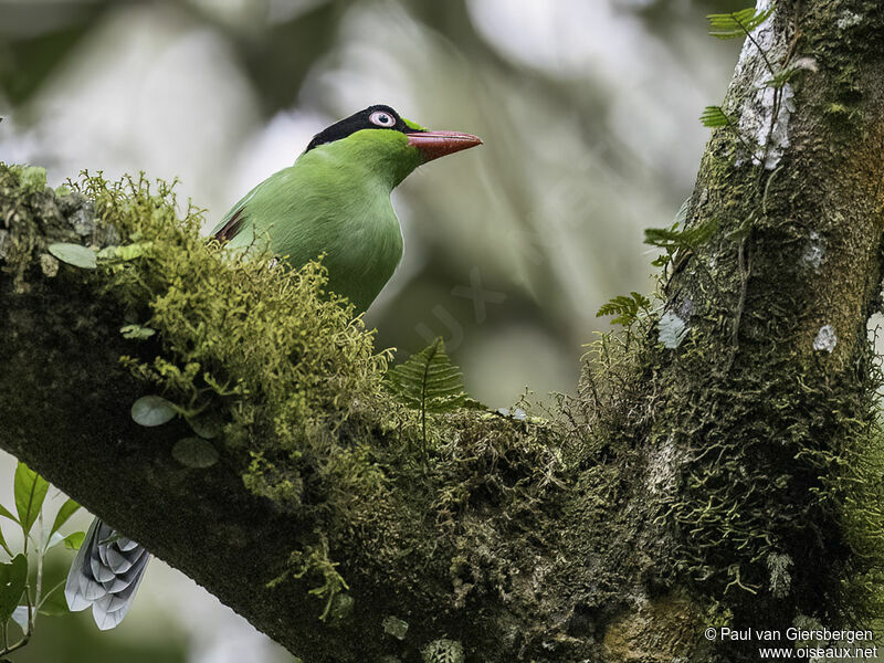 Bornean Green Magpieadult