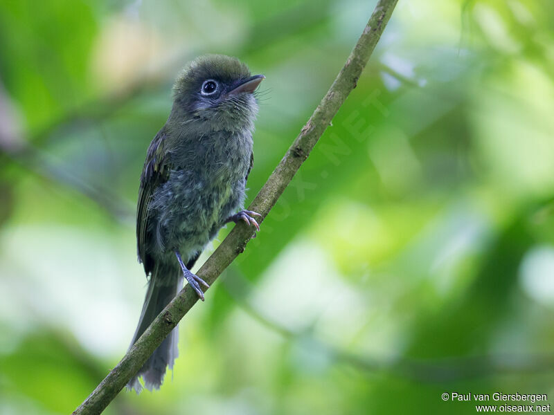 Eye-ringed Flatbilladult