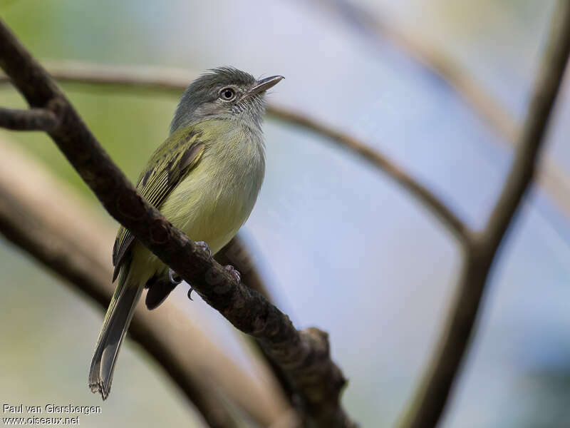 Yellow-olive Flatbilladult, identification