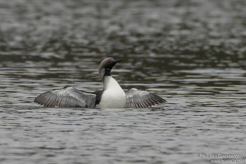 Black-throated Loonadult