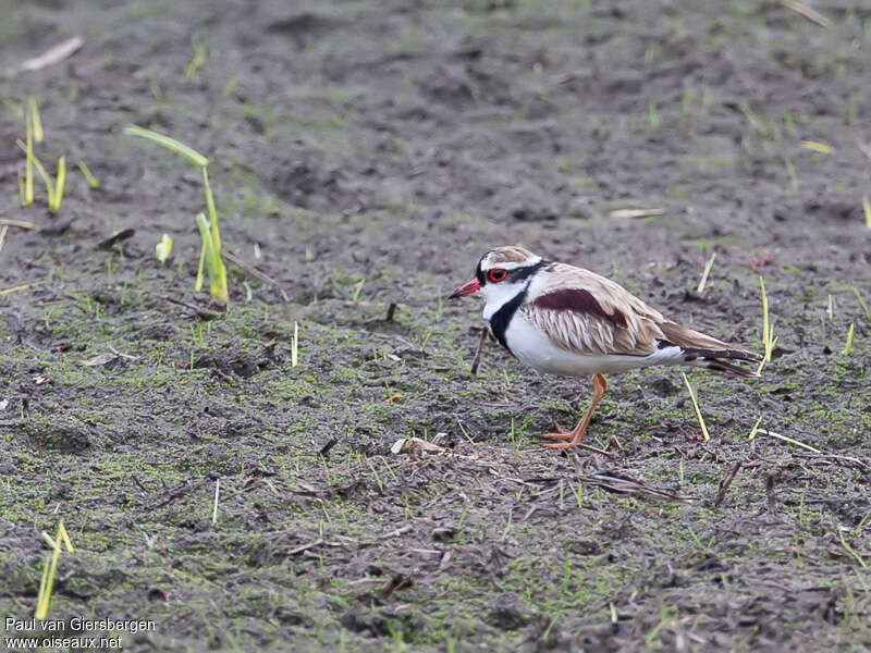 Black-fronted Dottereladult, habitat, pigmentation