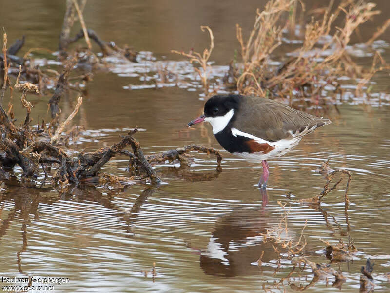 Red-kneed Dottereladult, habitat