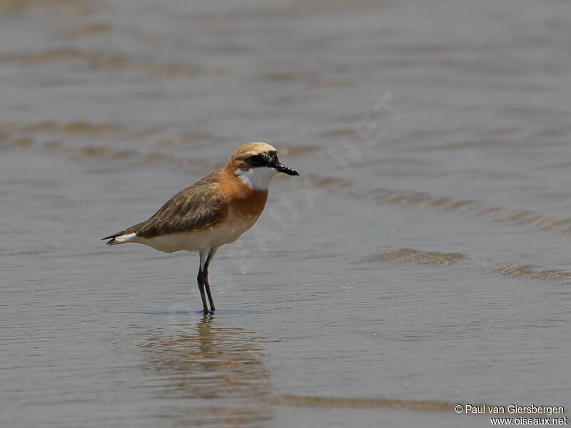 Tibetan Sand Plover male adult, identification