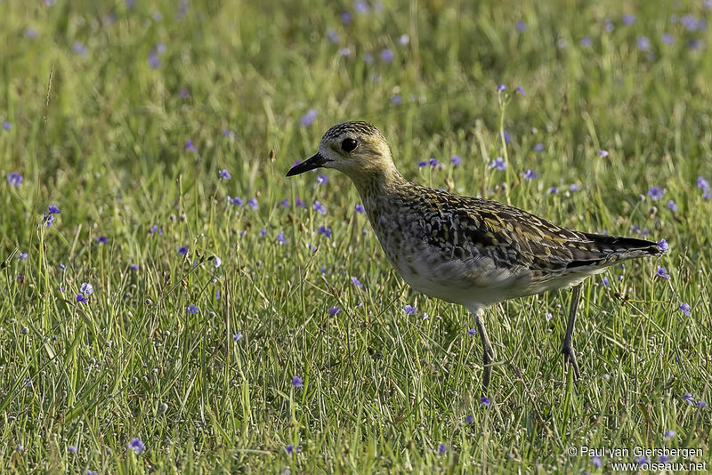 Pacific Golden Plover