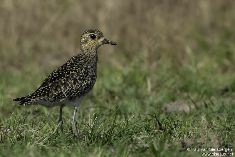 Pacific Golden Ploveradult post breeding