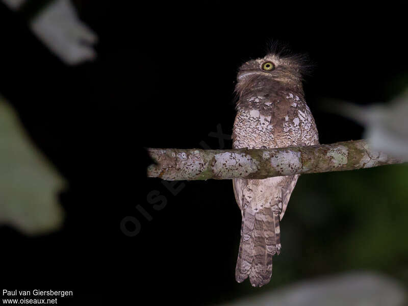 Blyth's Frogmouthadult, identification