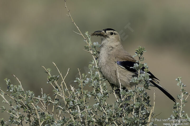 Mongolian Ground Jayadult