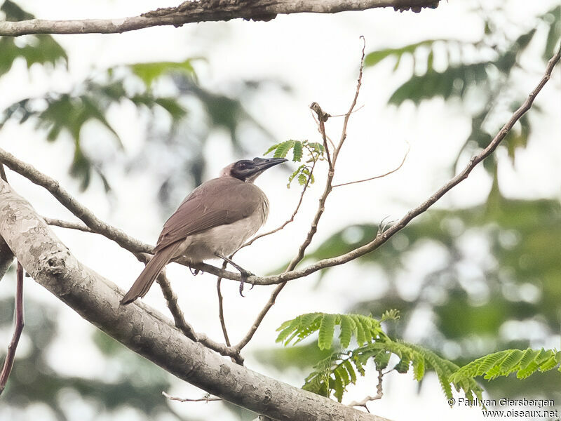 Helmeted Friarbird