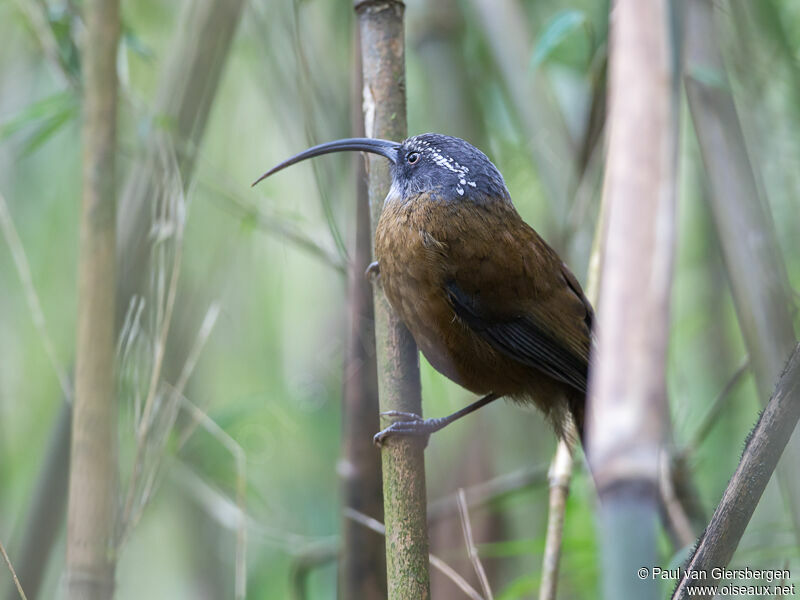 Slender-billed Scimitar Babbler