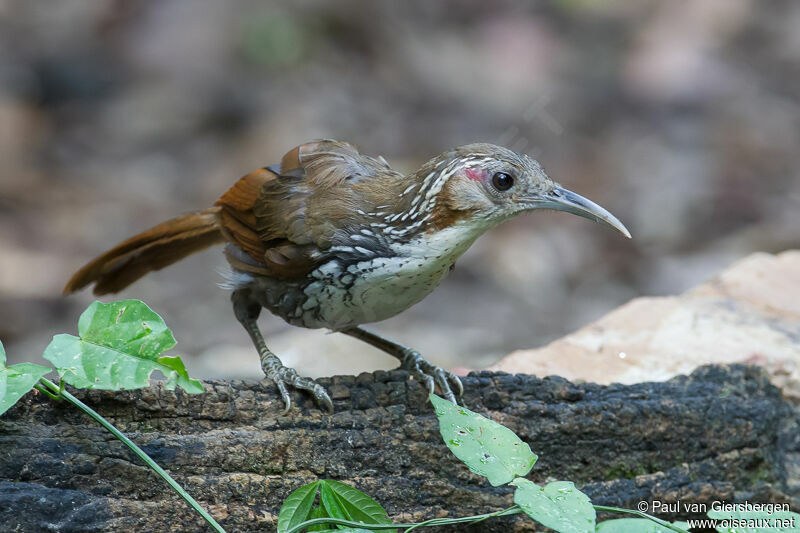 Large Scimitar Babbleradult