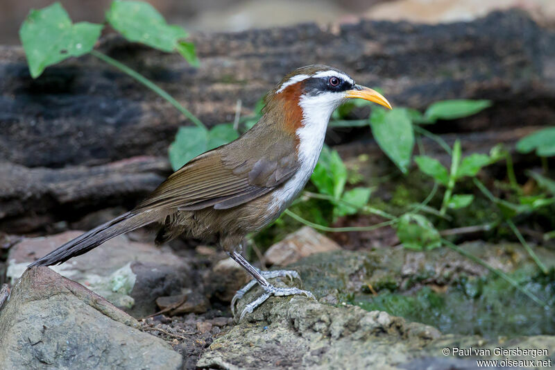 White-browed Scimitar Babbler