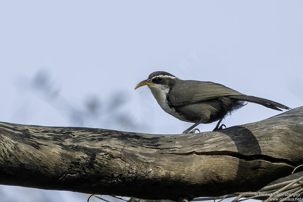 Indian Scimitar Babbler