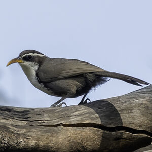 Pomatorhin de Horsfield