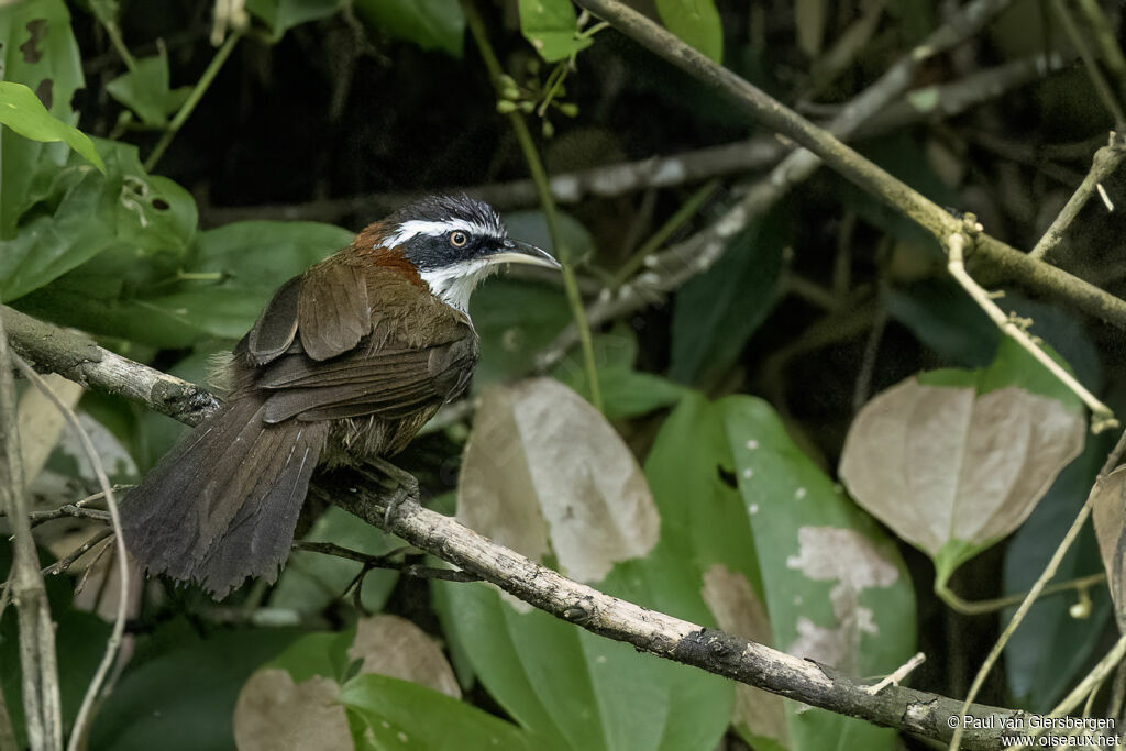 Pomatorhin de Taïwanadulte