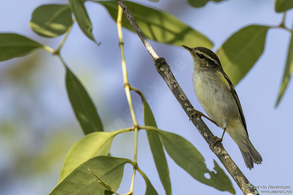 Yellow-browed Warbler