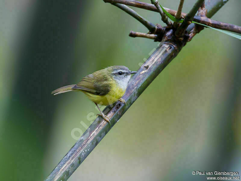 Yellow-bellied Warbleradult, identification