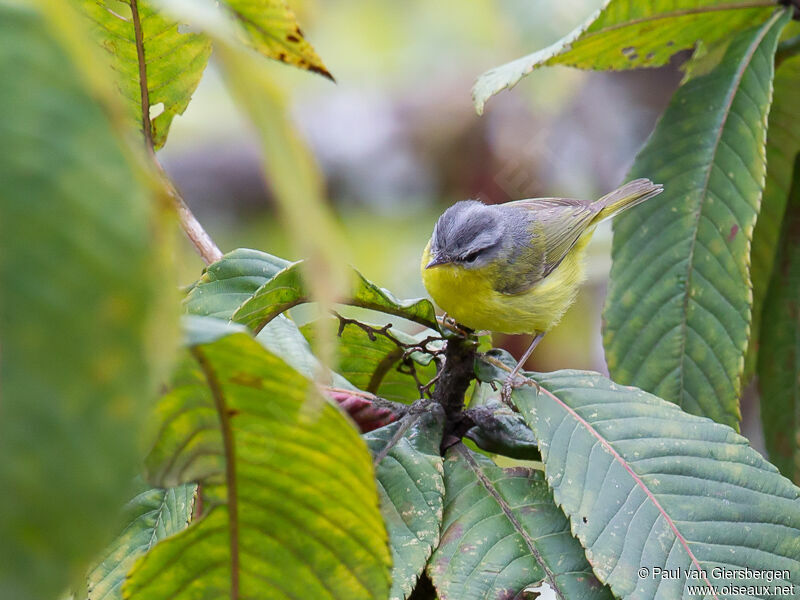 Grey-hooded Warbler