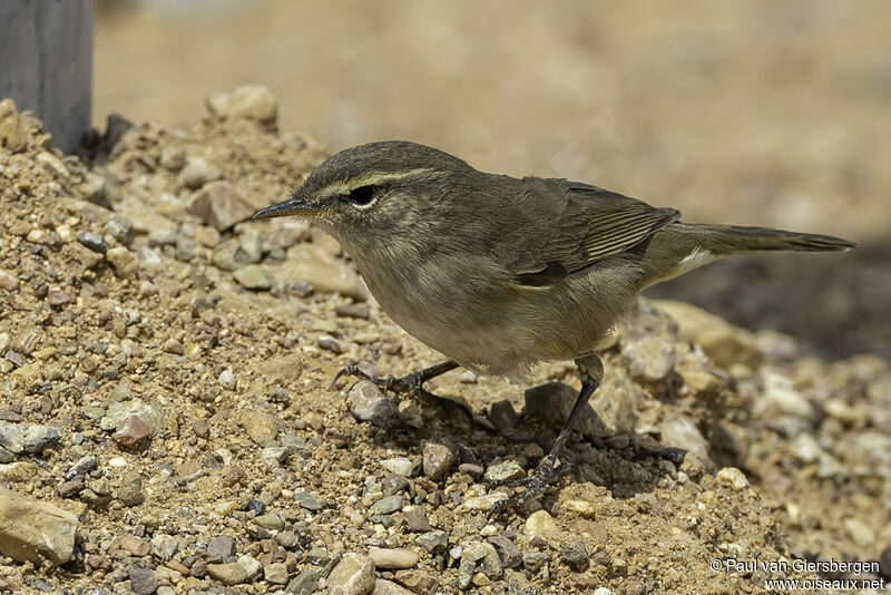 Dusky Warbleradult