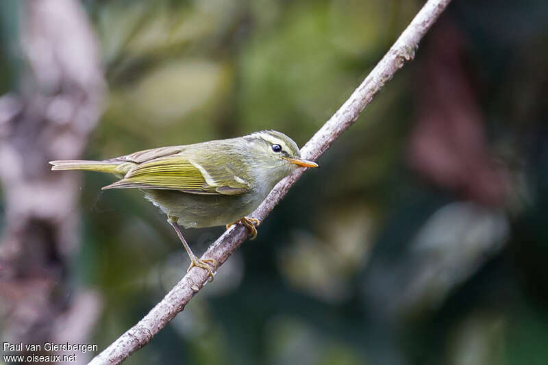 Western Crowned Warbleradult, identification