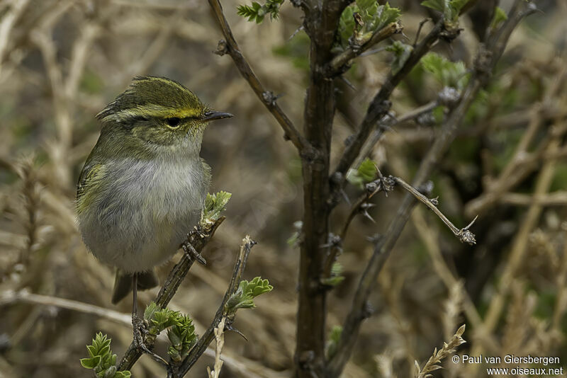 Pallas's Leaf Warbler