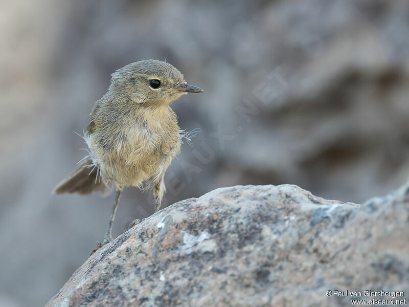 Canary Islands Chiffchaff