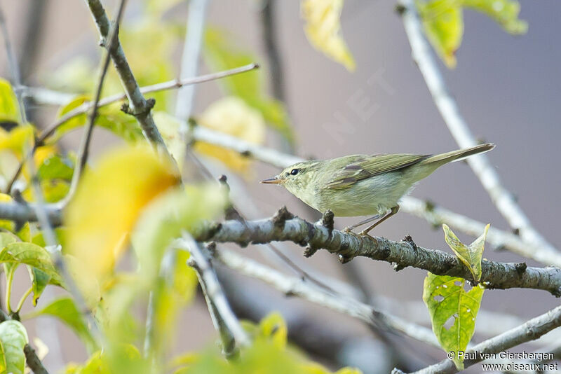 Green Warbler, identification