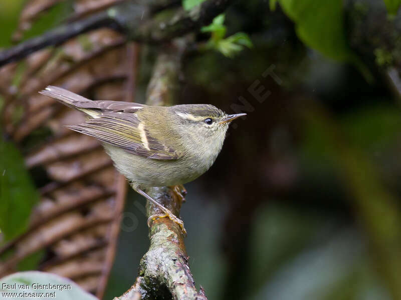 Buff-barred Warbleradult, identification