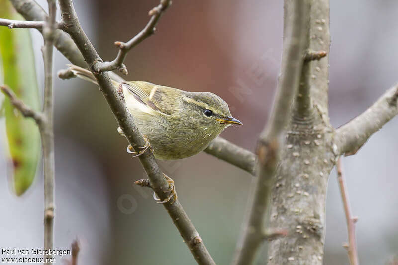 Buff-barred Warbleradult