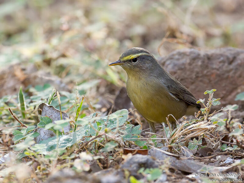 Sulphur-bellied Warbler