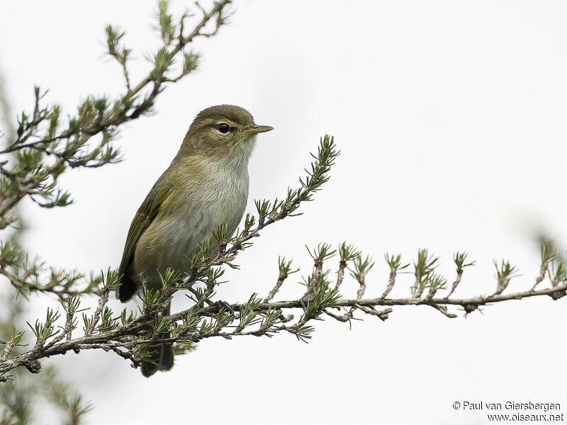 Brown Woodland Warbleradult