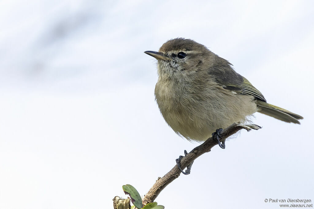 Pouillot ombréadulte