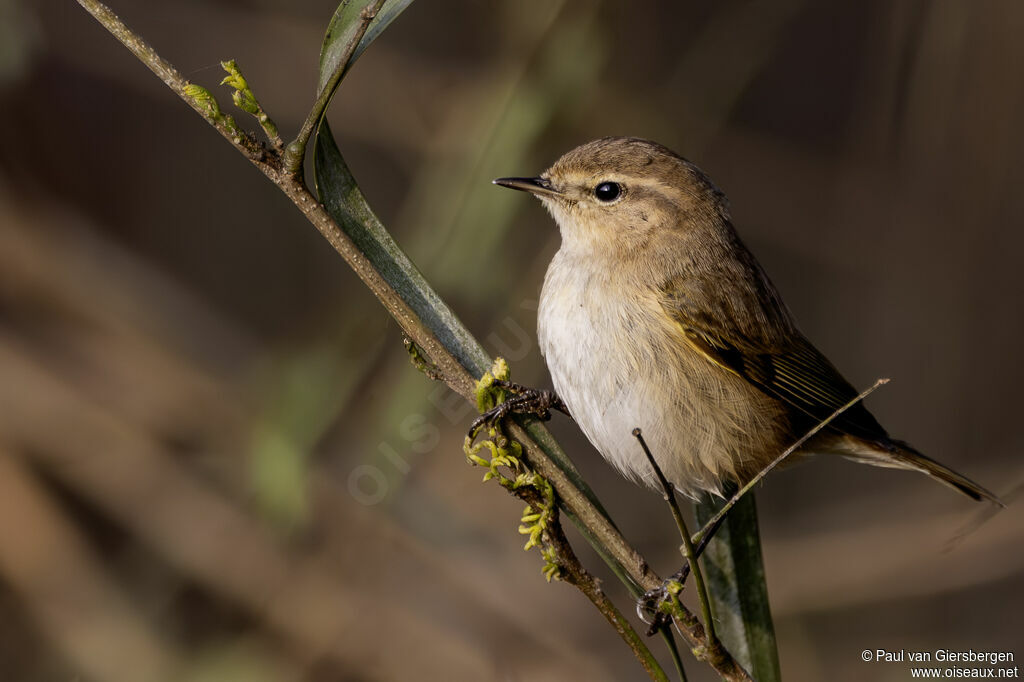 Pouillot véloceadulte