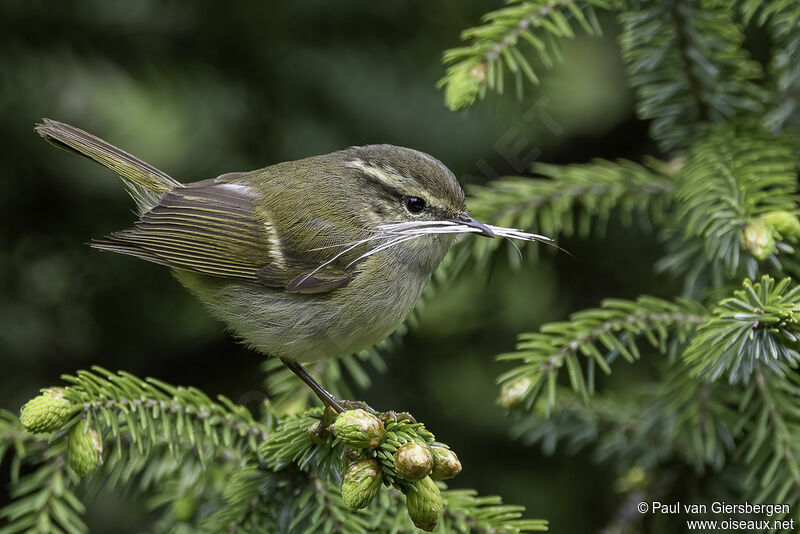 Greenish Warbler male adult breeding, identification