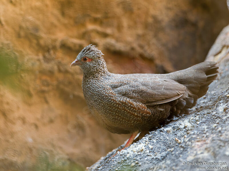 Stone Partridge