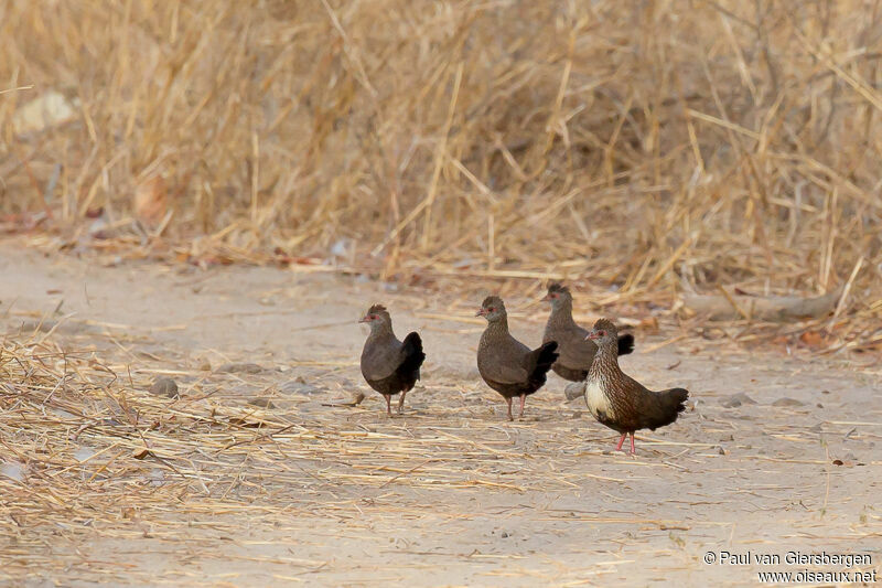 Stone Partridgeadult