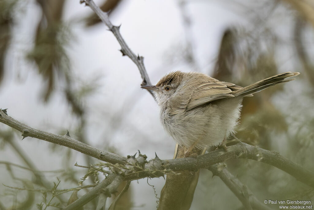 Rufous-fronted Prinia