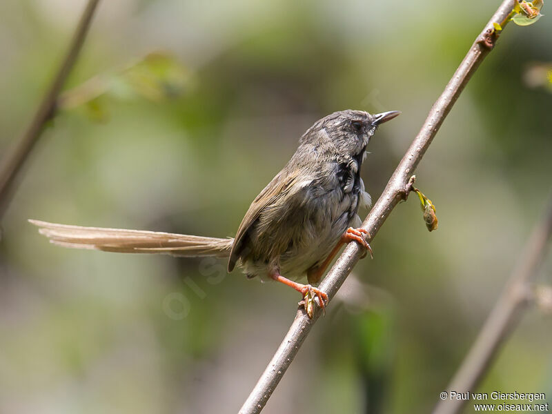 Prinia à gorge noire