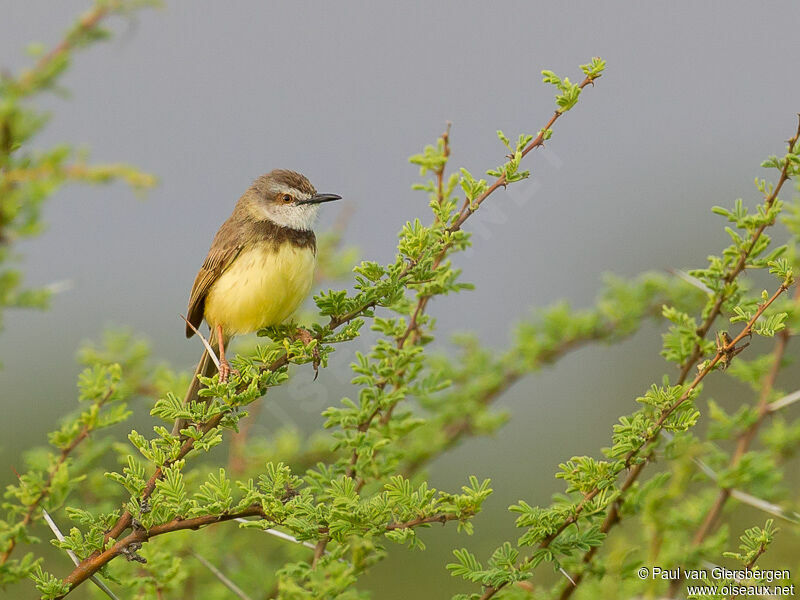 Black-chested Prinia