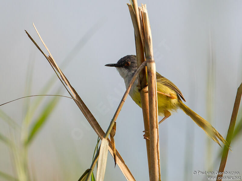 Prinia à ventre jaune