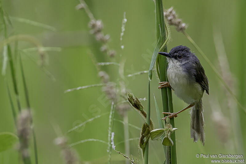 Prinia à ventre jauneadulte