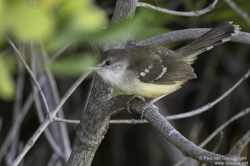 Prinia bifasciéeadulte