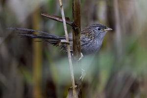 Prinia de Burnes